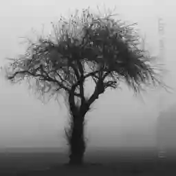 'Baum im Nebel' in a higher resolution